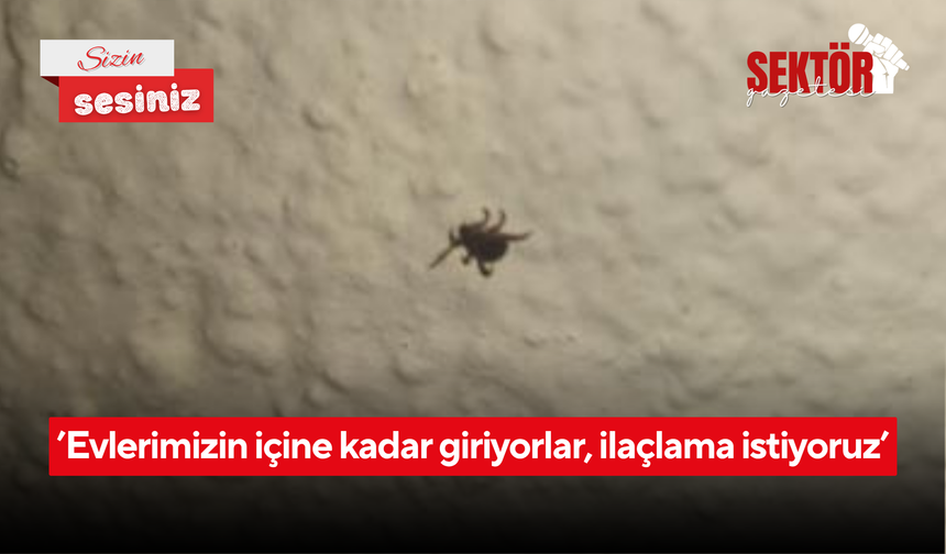 ’Evlerimizin içine kadar giriyorlar, ilaçlama istiyoruz’