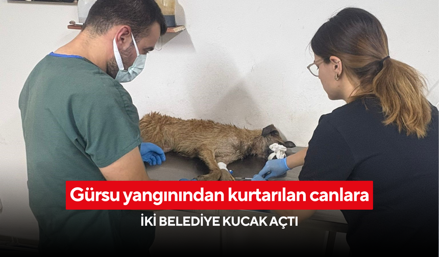 Gürsu yangınından kurtarılan canlara iki belediye kucak açtı