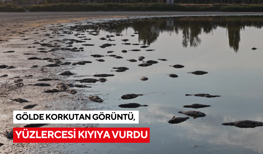 Gölde korkutan görüntü, yüzlercesi kıyıya vurdu