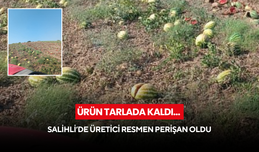 Ürün tarlada kaldı… Salihli’de üretici resmen perişan oldu