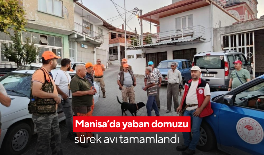 Manisa’da yaban domuzu sürek avı tamamlandı