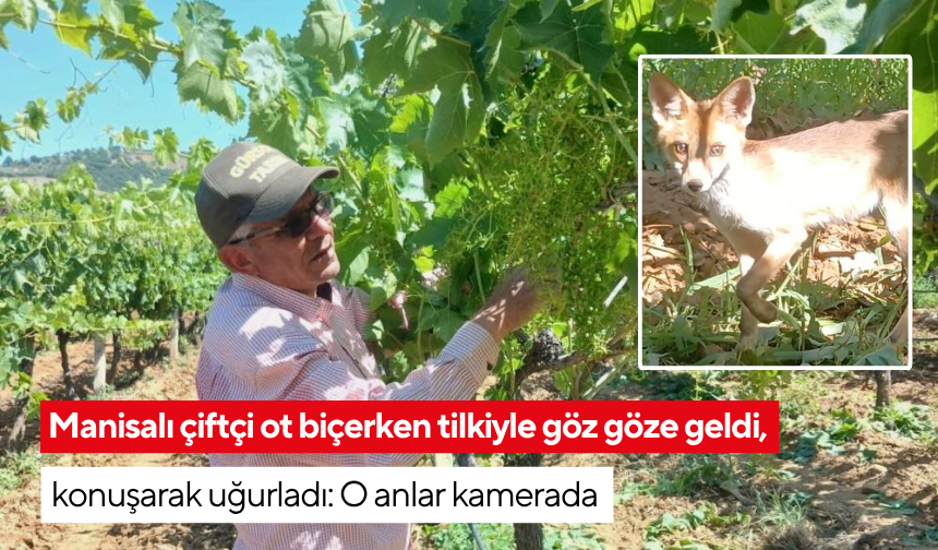 Manisalı çiftçi ot biçerken tilkiyle göz göze geldi, konuşarak uğurladı | O anlar kamerada