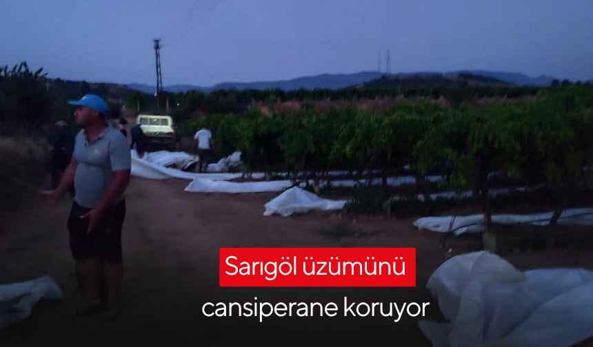 Sarıgöl üzümünü cansiperane koruyor