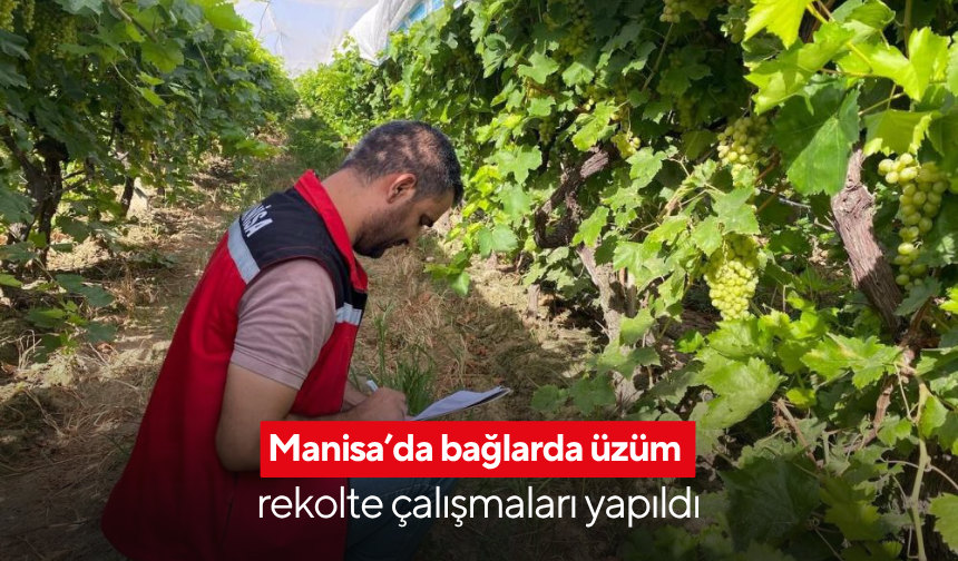 Manisa’da bağlarda üzüm rekolte çalışmaları yapıldı