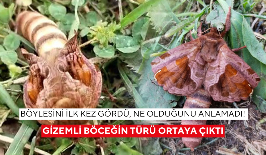 Yaylada karşılaştı, ne olduğunu anlayamadı! Gizemli böceğin sırrı çözüldü