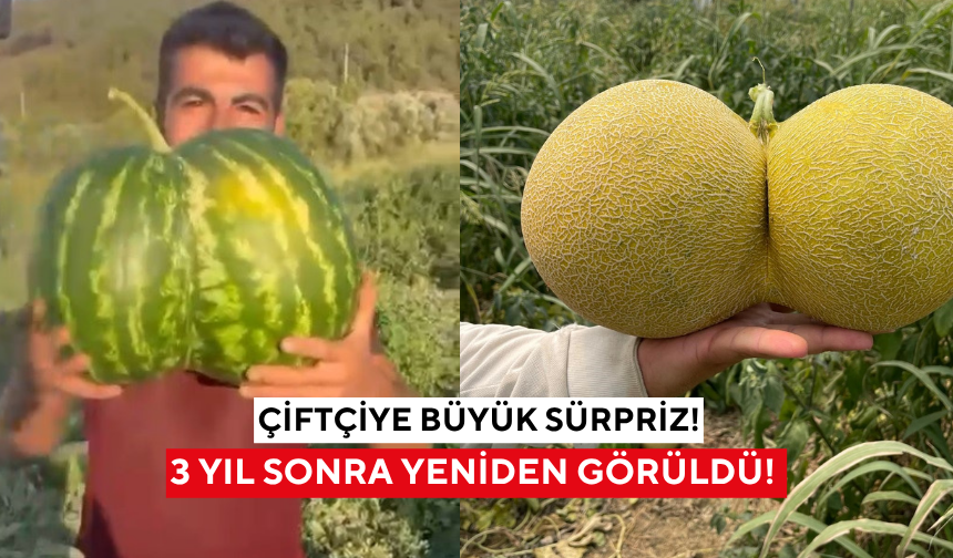 Çiftçiye büyük sürpriz! 3 yıl sonra yeniden... İkiz meyveler şaşkına çevirdi