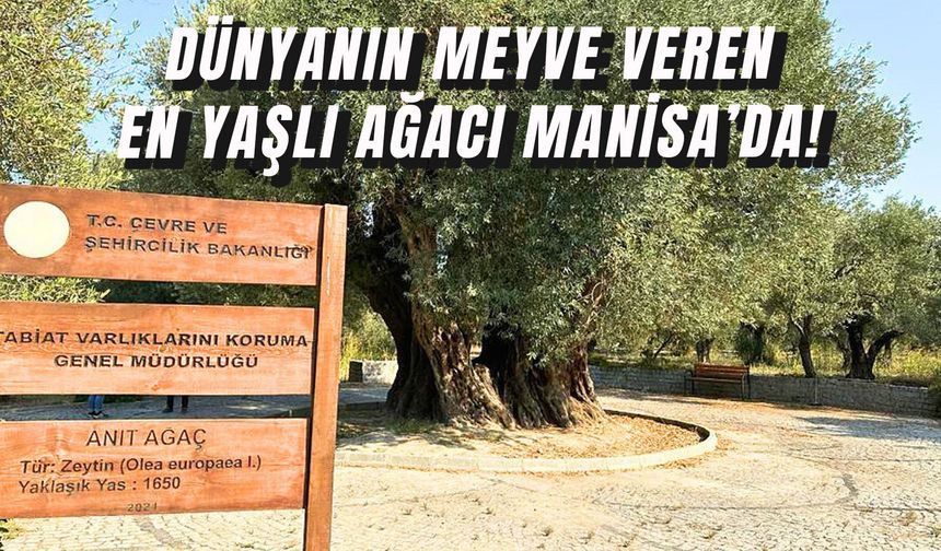Manisa’daki Bu Ağaç Hz. İsa ile Yaşıt! Dünyada Benzeri Olmayan Anıt Zeytin…