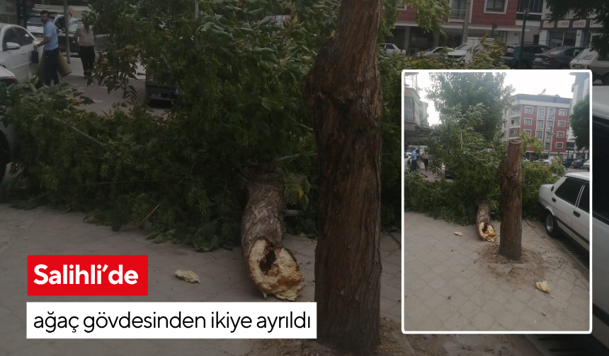 Salihli’de ağaç gövdesinden ikiye ayrıldı