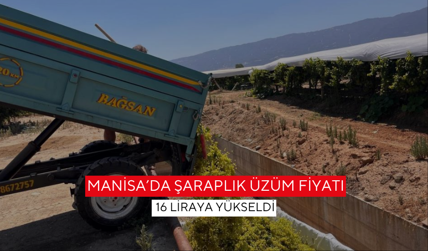 Sarıgöl’de üzümler tatlandı, fiyatlar 12’den 16 liraya çıktı