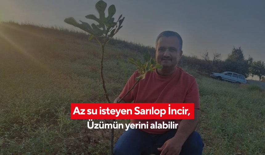 Sarıgöl’de çiftçiler Sarılop İncire yöneliyor...  | 650 fidanla yeni bir dönem başlıyor