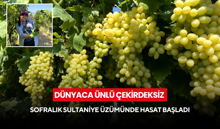 Dünyaca ünlü çekirdeksiz sofralık Sultaniye üzümünde hasat başladı