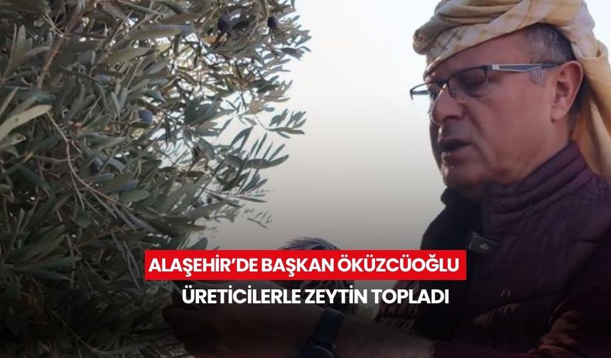 Alaşehir’de Başkan Öküzcüoğlu üreticilerle zeytin topladı