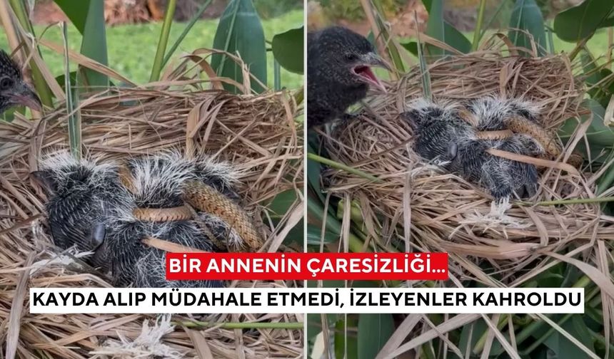 İzleyenler kahroldu! Anne kuşun hali sosyal medya ikiye bölündü