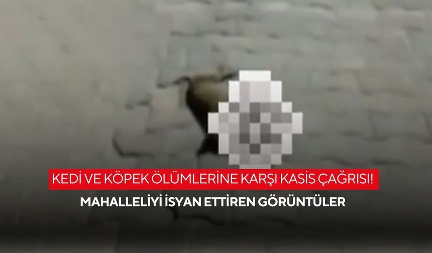 Kedi ve köpek ölümlerine karşı kasis çağrısı! Mahalleliyi isyan ettiren görüntüler