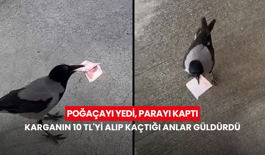 Poğaçayı yedi, parayı kaptı: Karganın 10 TL'yi alıp kaçtığı anlar güldürdü