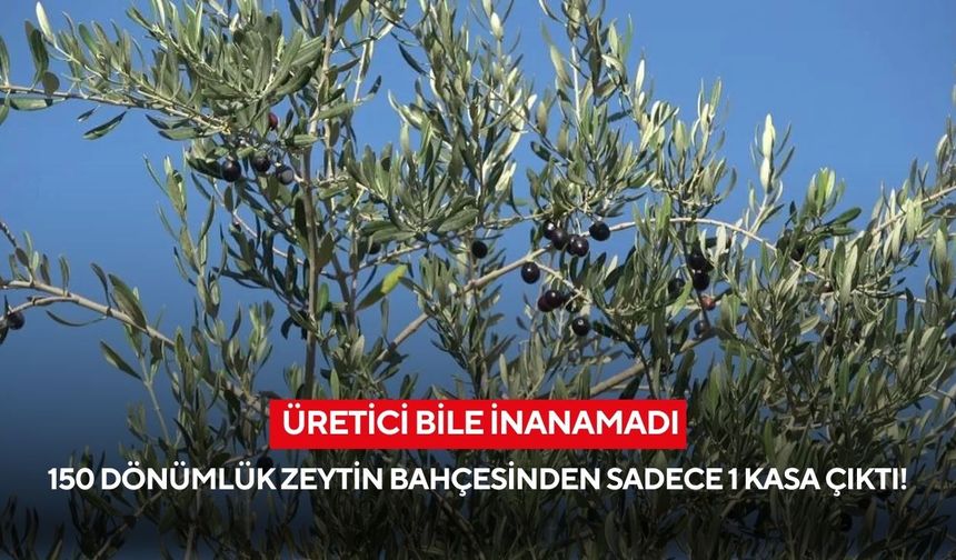 150 dönümlük zeytin bahçesinden sadece 1 kasa çıktı! Üretici bile inanamadı