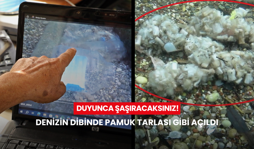 İlk yağmurla ortaya çıktı! Denizin dibinde pamuk tarlası gibi açıldı