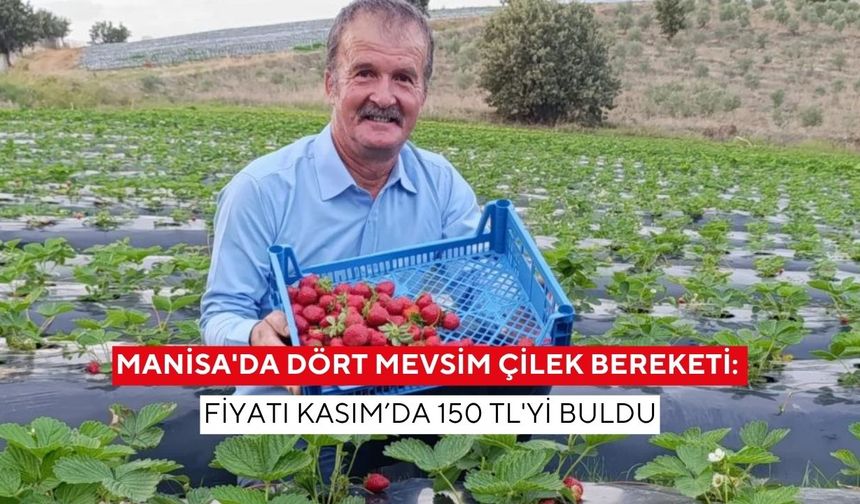 Manisa'da Dört Mevsim Çilek Bereketi: Fiyatı Kasım’da 150 TL'yi buldu