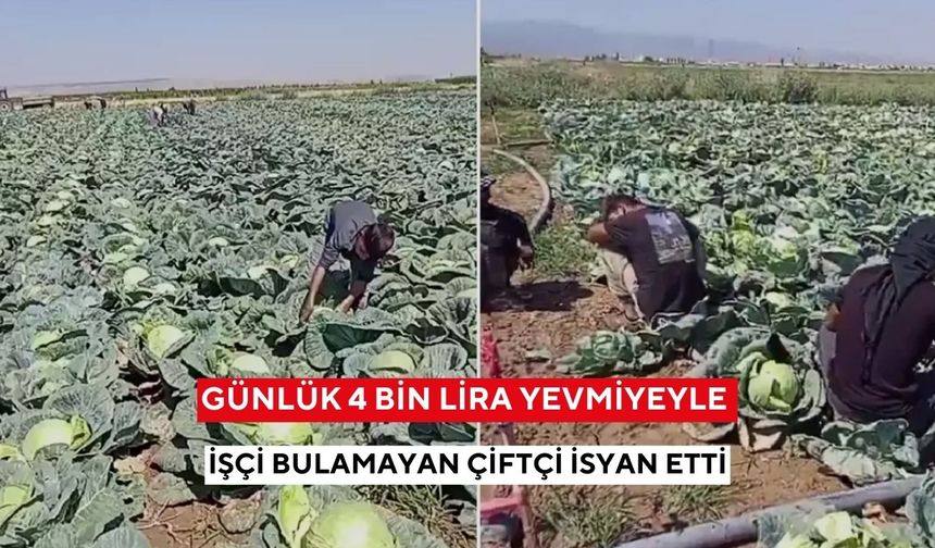 Rekor yevmiyeye rağmen işçi yok! Çiftçinin isyan videosu kısa sürede gündem oldu
