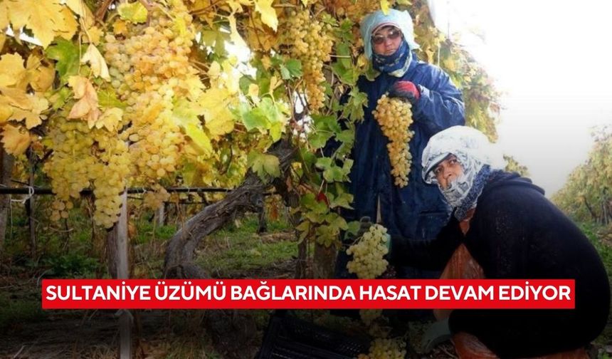 Sultaniye üzümü bağlarında hasat devam ediyor