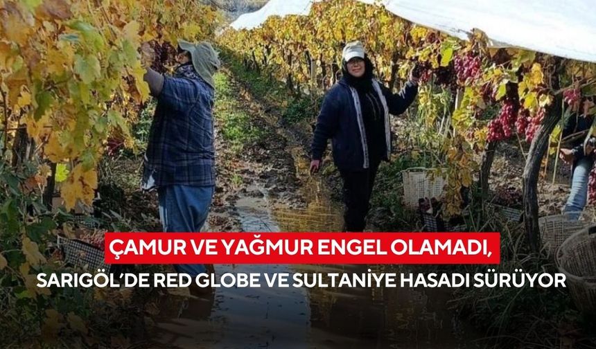 Çamur ve yağmur engel olamadı, Sarıgöl’de Red Globe ve Sultaniye hasadı sürüyor