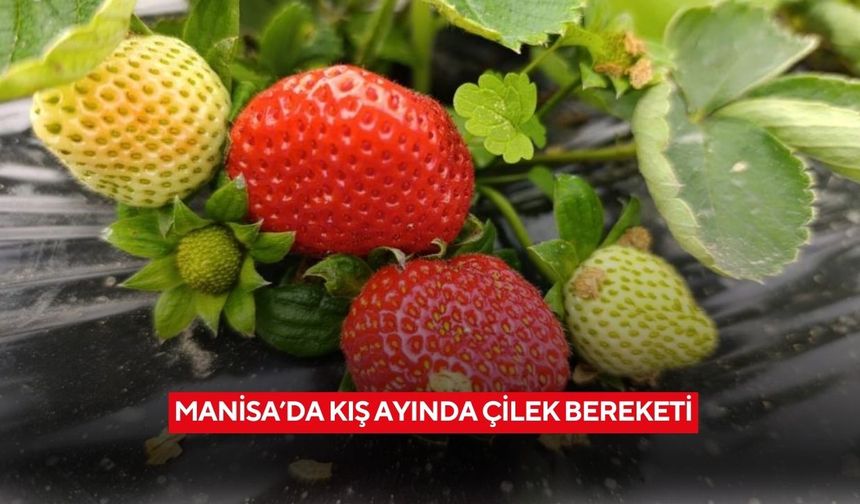 Manisa’da kış ayında çilek bereketi