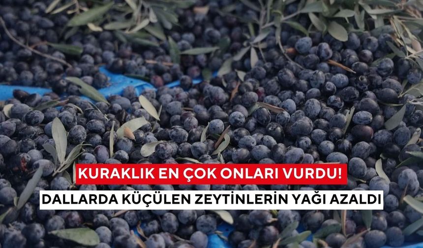 Geçen yıl 2 tondu, bu yıl 500 kilo bile zor! Kuraklık üreticiyi çaresiz bıraktı