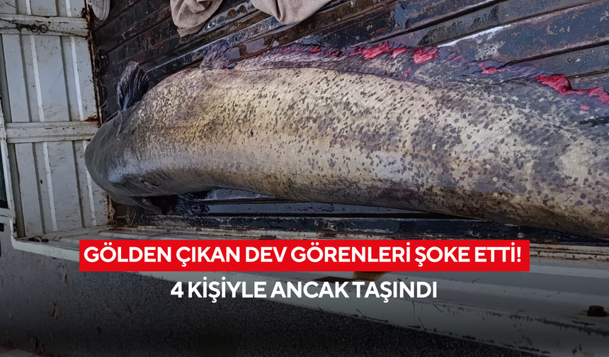 Gölden çıkan dev görenleri şoke etti! 4 kişiyle ancak taşındı