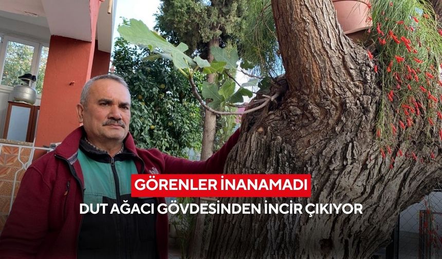 Görenler inanamadı: Dut ağacı gövdesinden incir çıkıyor