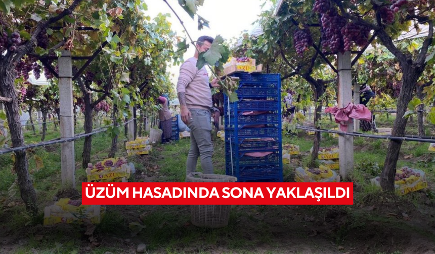Üzüm hasadında sona yaklaşıldı