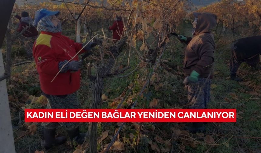 Hem toprak kazanıyor hem kadınlar! Kadın eli değen bağlar yeniden canlanıyor...