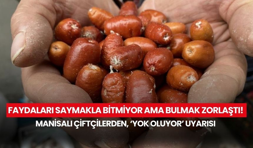 Faydaları saymakla bitmiyor ama bulmak zorlaştı! Manisalı çiftçilerden 'Yok oluyor' uyarısı