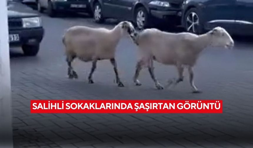 Salihli sokaklarında başıboş koyunlar şaşkınlık yarattı