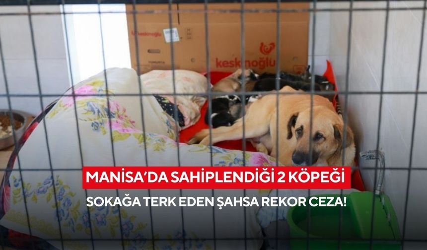 Manisa’da sahiplendiği 2 köpeği sokağa terk eden şahsa rekor ceza!