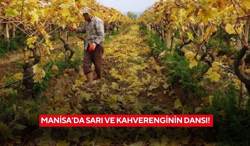Üzüm bağlarında sarı ve kahverenginin dansı! Manisa’da görsel şölen