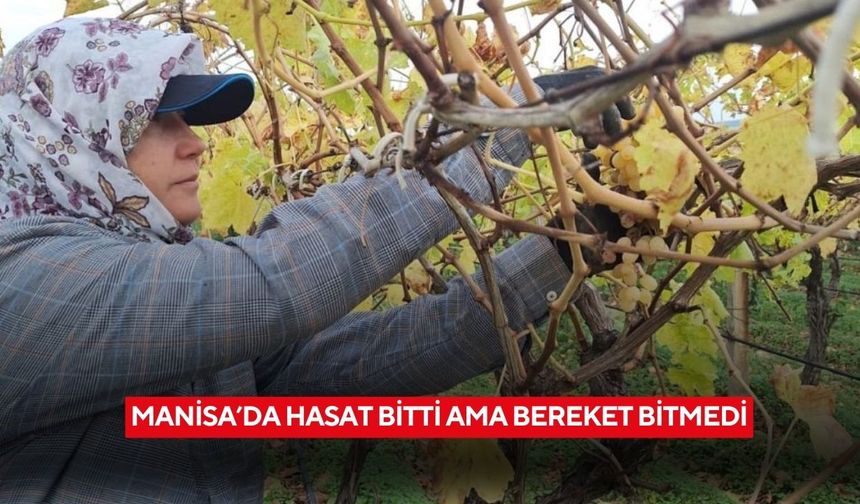 Manisa’da hasat bitti ama bereket bitmedi