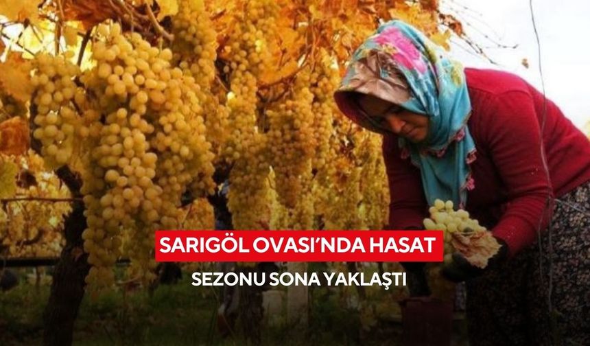 Sarıgöl Ovası’nda hasat sezonu sona yaklaştı