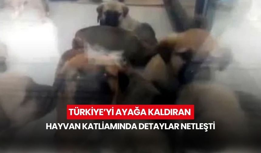 Türkiye’yi ayağa kaldıran hayvan katliamında detaylar netleşti! Doktorun vahşeti belgelerle sabitlendi...