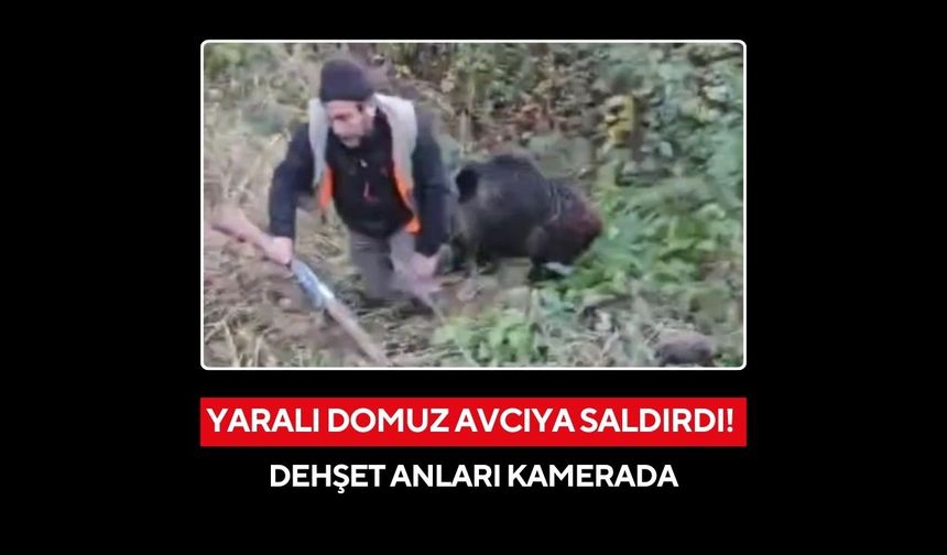 Avcıya domuz saldırısı kamerada: Avcı son anda kurtuldu