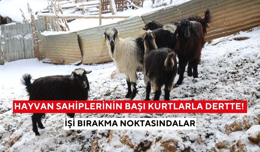 Gündüz vakti saldırıyorlar! Kurtlar üreticiyi canından bezdirdi