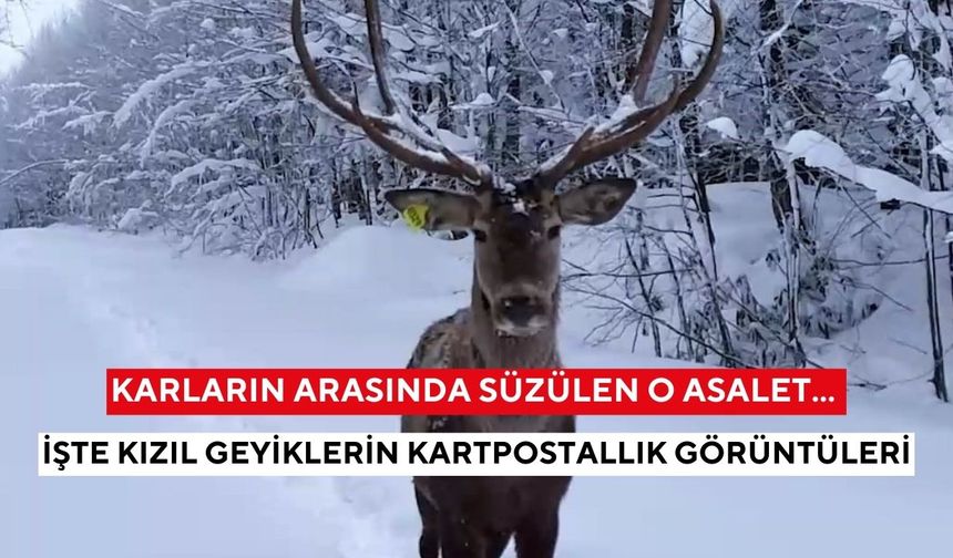 Karların arasında süzülen o asalet... İşte kızıl geyiklerin kartpostallık görüntüleri