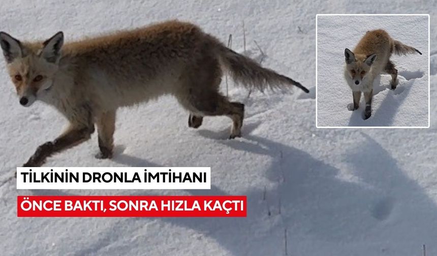 Tilkinin dronla imtihanı: Önce baktı, sonra hızla kaçtı