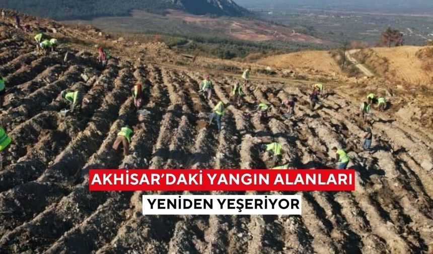 Akhisar’daki yangın alanları yeniden yeşeriyor