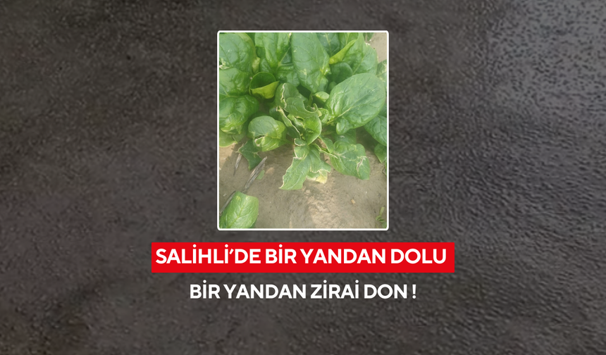 Salihli’de bir yandan dolu bir yandan zirai don !