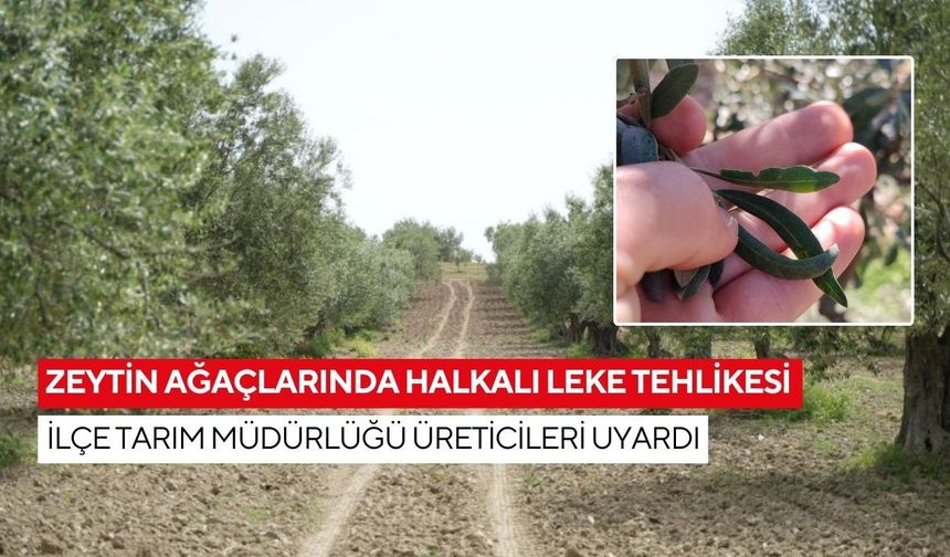 Halkalı leke hastalığı alarmı! Halkalı leke hastalığı riskinde artış, ilaçlama zamanı geldi