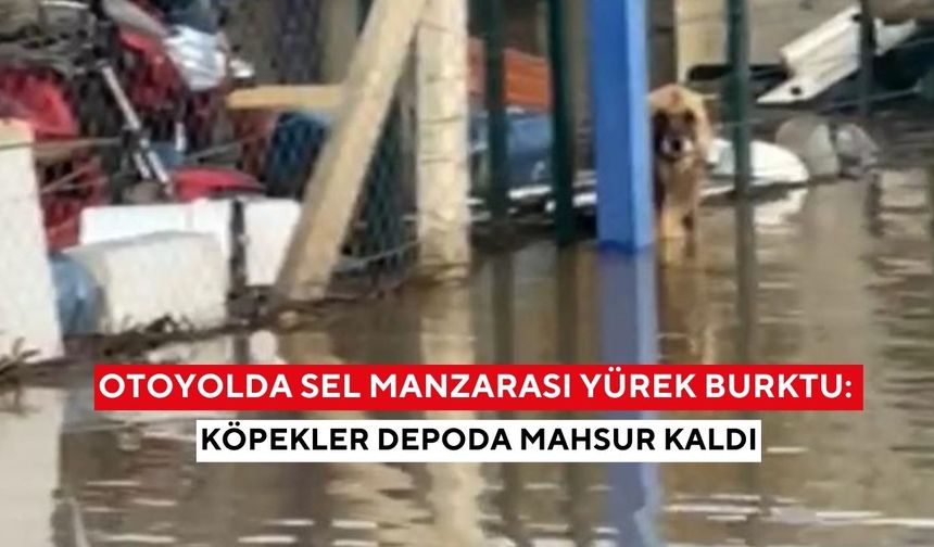 Manisa'da otoyolda sel manzarası yürek burktu: Köpekler depoda mahsur kaldı