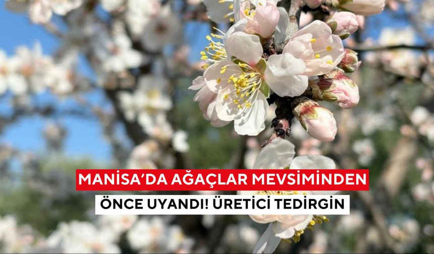 Manisa’da ağaçlar mevsiminden önce uyandı! Üretici tedirgin