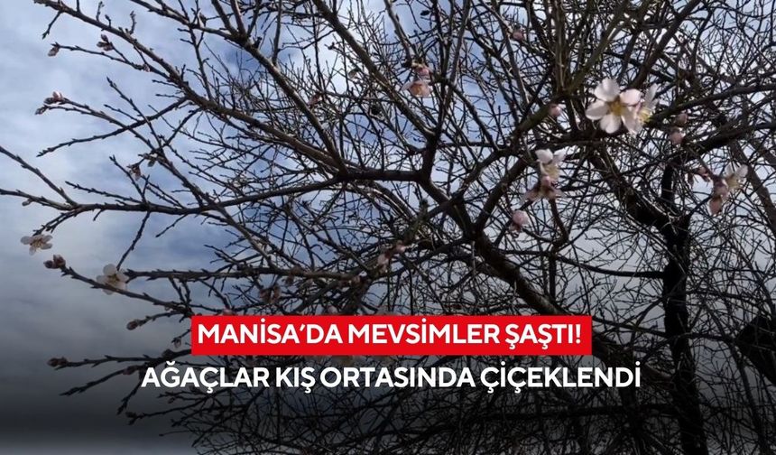 Manisa’da mevsimler şaştı! Ağaçlar kış ortasında çiçeklendi