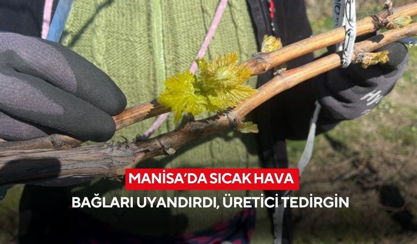 Manisa’da sıcak hava bağları uyandırdı, üretici tedirgin