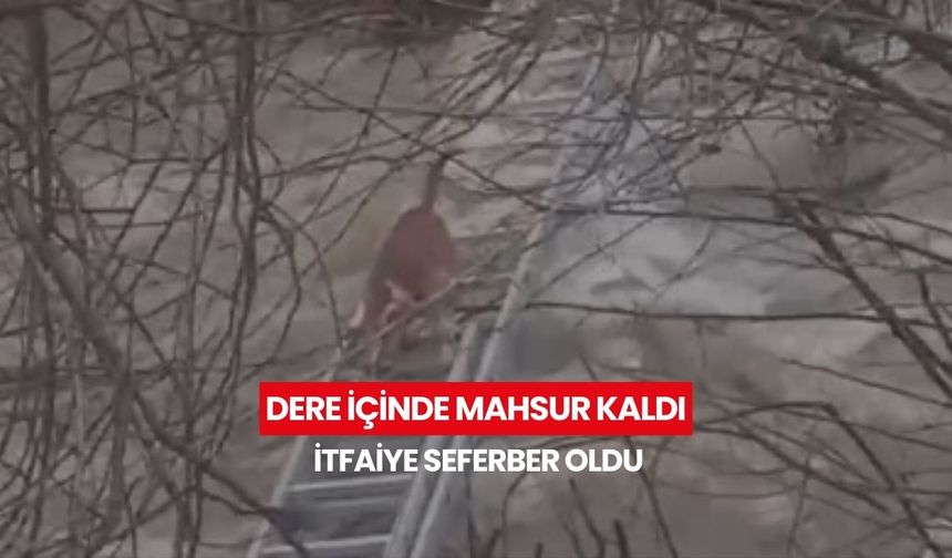 Manisa’da yürek ısıtan kurtarma! Derede mahsur kalan minik köpek kurtarıldı...